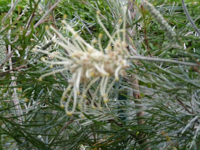 Grevillea for nectar